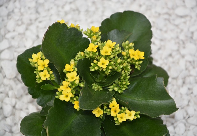 Kalanchoe Kalanchoe
