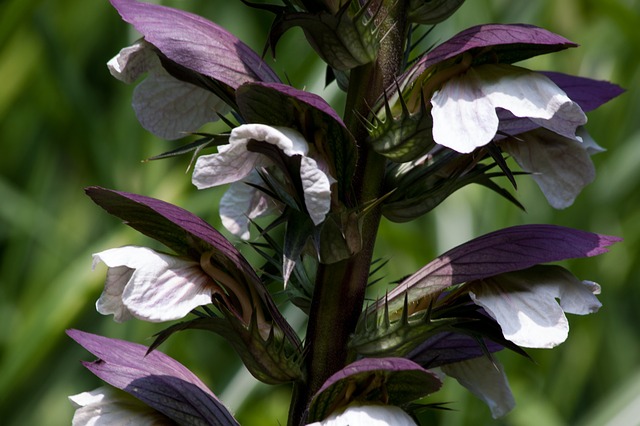 Acanthe Acanthe