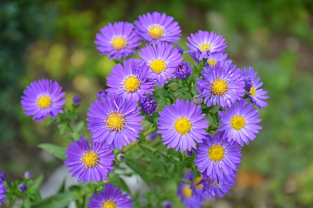 Aster Aster