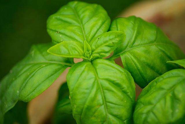 Basilic Basilic