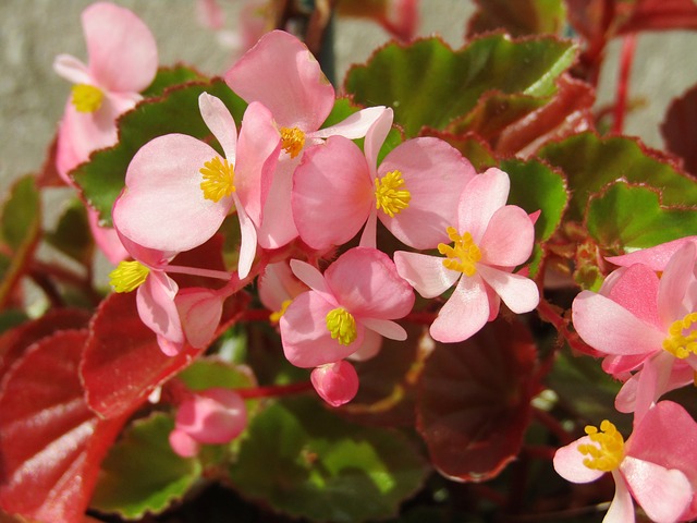 Bégonia Bégonia