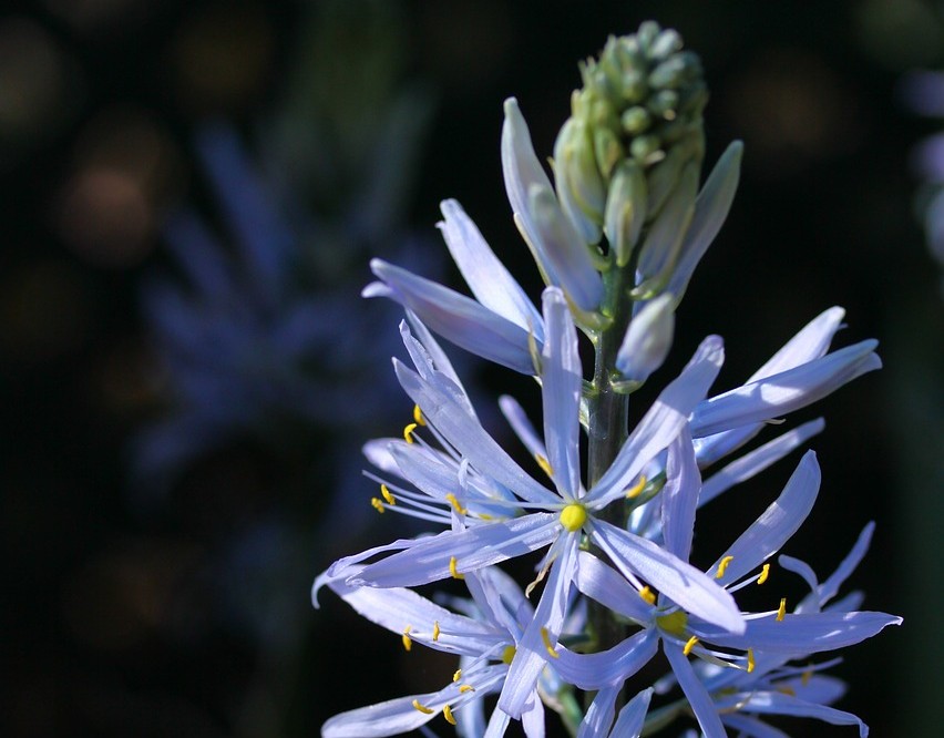 Camassia Camassia