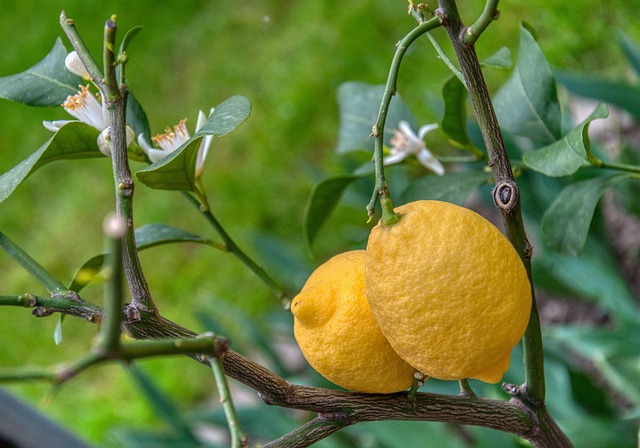 Citronnier Citronnier