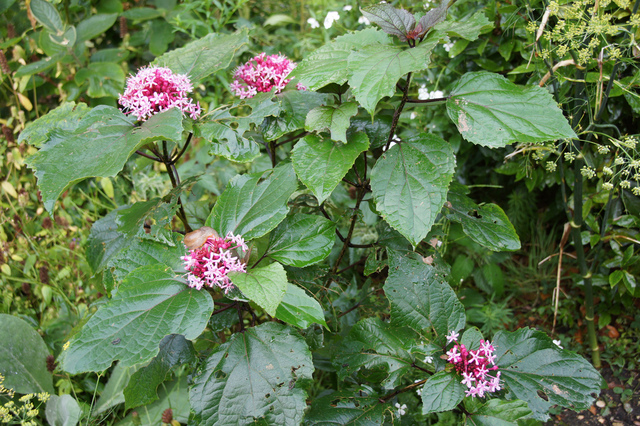 Clérodendron de Bunge Clérodendron de Bunge