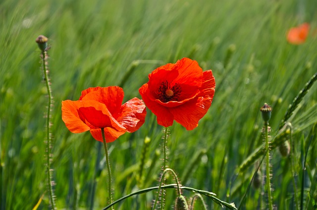 Coquelicot Coquelicot