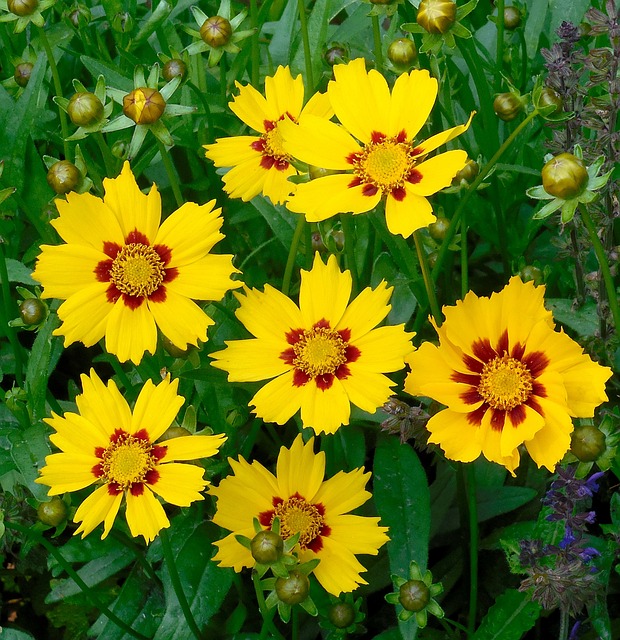 Coreopsis Coreopsis