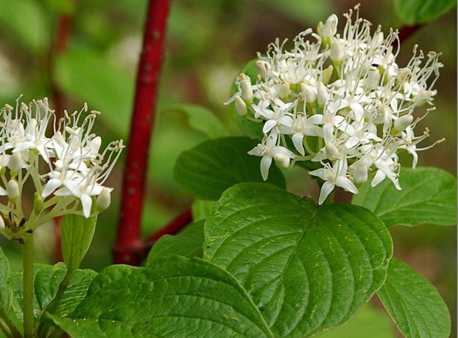 Cornouiller blanc 'Baton Rouge' Cornouiller blanc 'Baton Rouge'