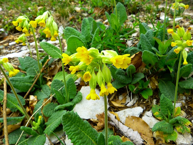 Coucou (primevère officinale) Coucou (primevère officinale)
