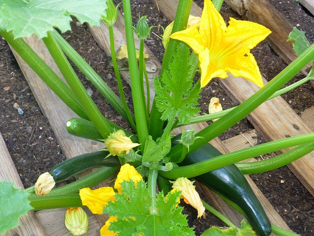 Courgette Courgette