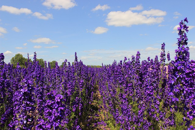 Delphinium Delphinium