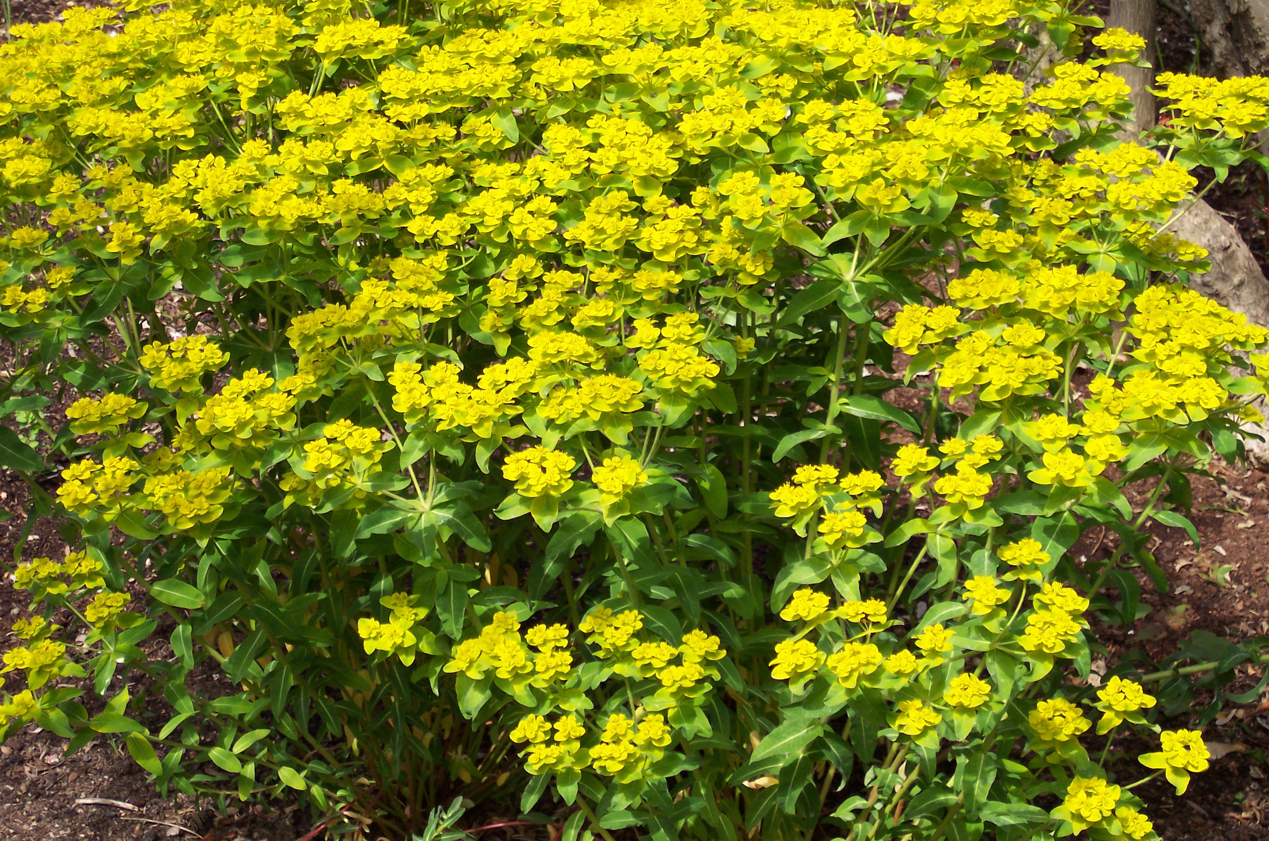 Euphorbe cornigera Euphorbe cornigera