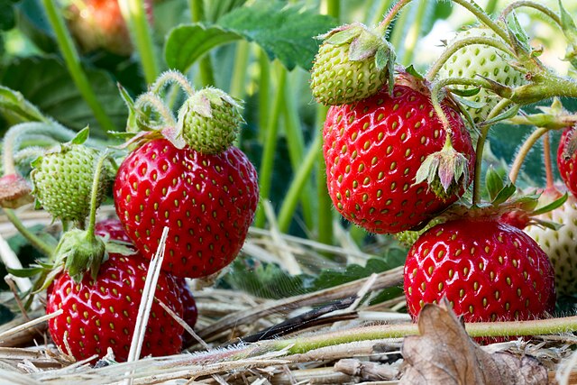 Fraisier 'Gariguette' Fraisier 'Gariguette'