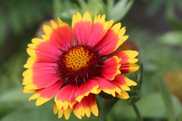 Gaillarde Gaillarde