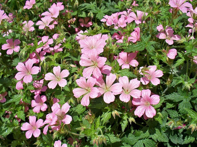 Géranium d'Endress Géranium d'Endress