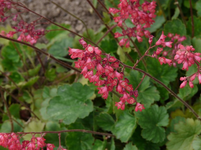 Heuchère