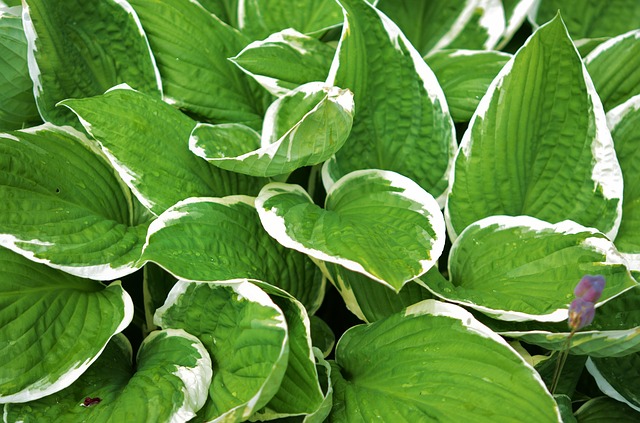 Hosta Hosta