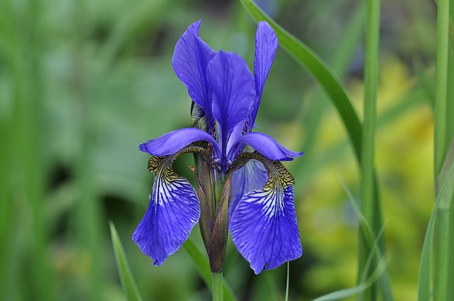 Iris de Sibérie Iris de Sibérie