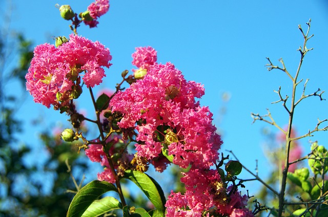 Lilas des indes Lilas des indes