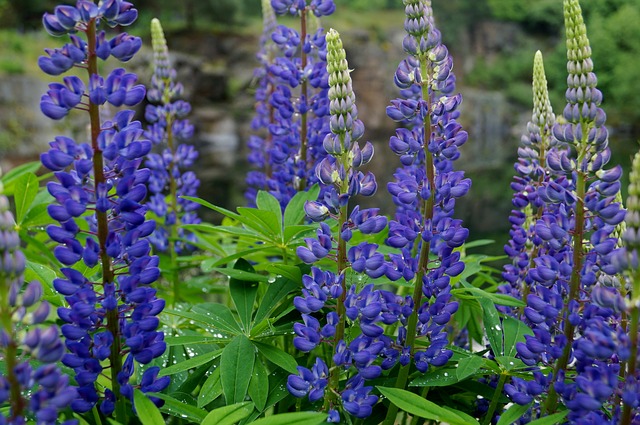 Lupin Lupin