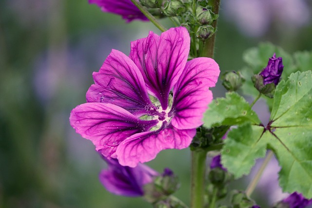 Mauve des bois