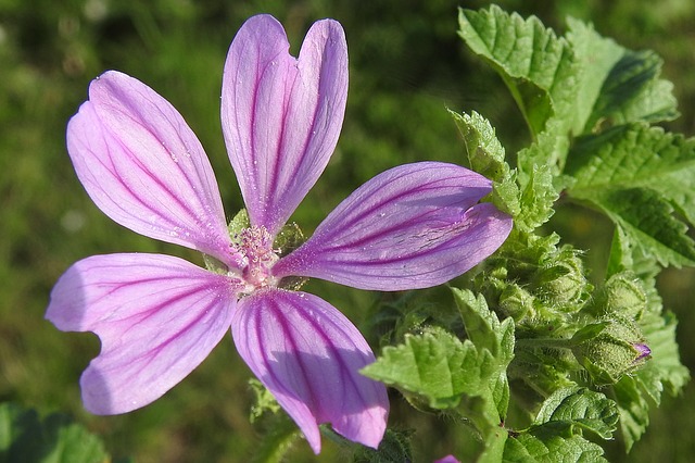 Mauve Mauve