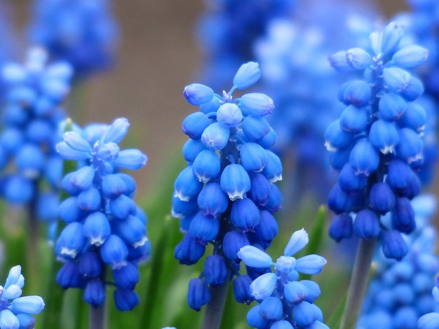 Muscari Muscari