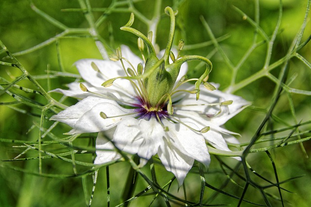 Nigelle de Damas Nigelle de Damas