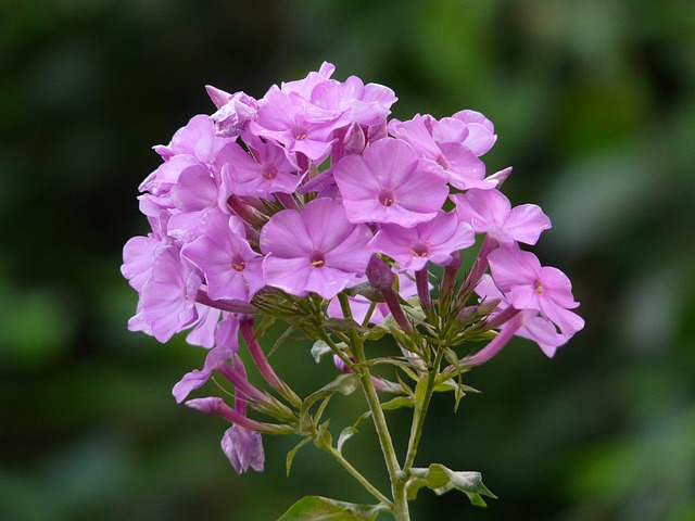 Phlox