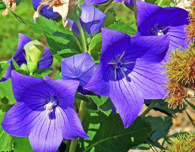 Platycodon Platycodon