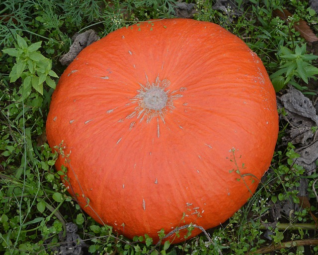Potiron rouge vif d'Etampes