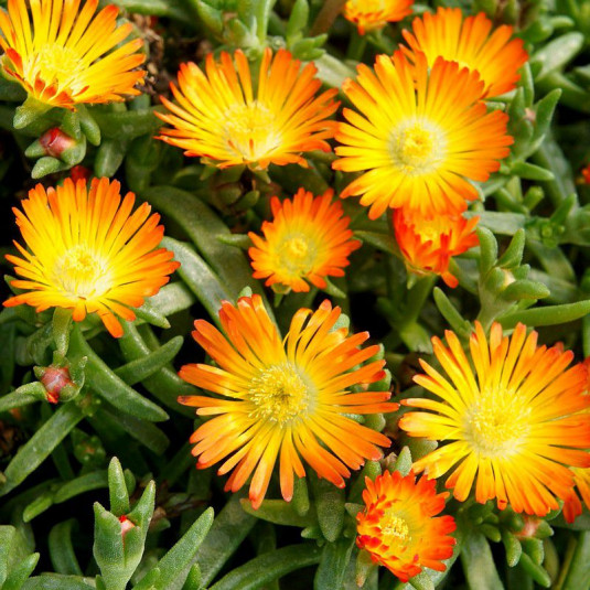 Pourpier vivace Orange Wonder Pourpier vivace Orange Wonder