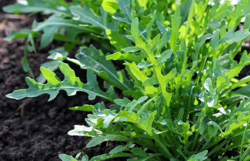 Roquette Roquette