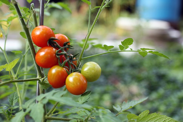 Tomate cerise Tomate cerise