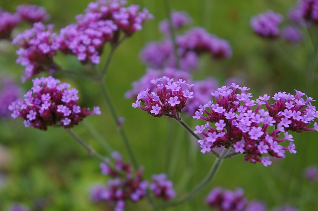 Verveine de Buenos-Aires Verveine de Buenos-Aires