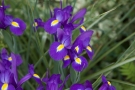 Iris de Hollande Iris de Hollande