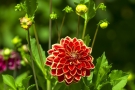 Dahlia Dahlia