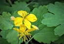 Chélidoine Chélidoine