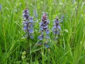 Bugle rampante Bugle rampante
