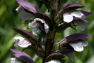 Acanthe Acanthe