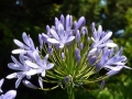 Agapanthe Agapanthe