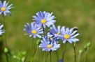 Agathea (aster du cap) Agathea (aster du cap)