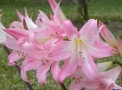 Amaryllis belladonne Amaryllis belladonne