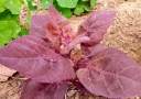 Arroche rouge Arroche rouge