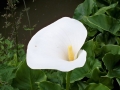 Arum Arum