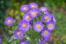Aster Aster
