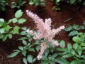 Astilbe Astilbe