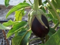 Aubergine Aubergine