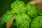 Basilic Basilic