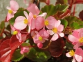 Bégonia Bégonia