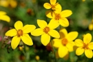 Bidens Bidens